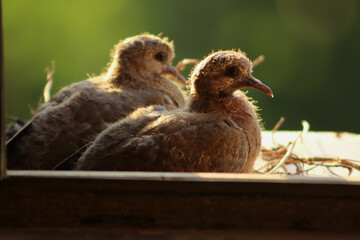 Two laughing dove (Spilopelia senegalensis) cub in nest in window wait feeding by their mother. Selective focus.