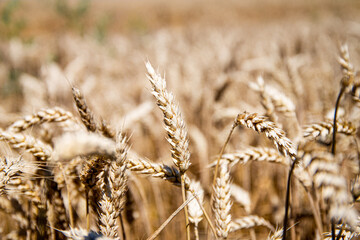 Wheat field ready for harvest.