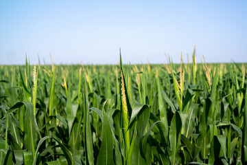 Corn growing in the farmlands