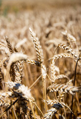 Wheat field ready for harvest.