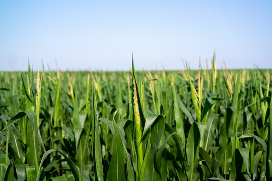 Corn growing in the farmlands