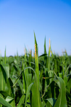 Corn growing in the farmlands