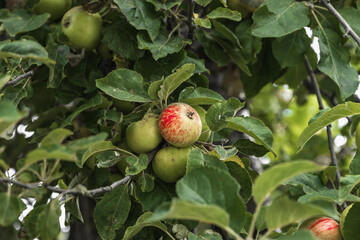 Green culinary apples growing on an old fruit tree. Red juicy apples hanging on a tree. Apples on a branch. A branch of an apple tree with several apples, fruit on a summer morning in the garden.