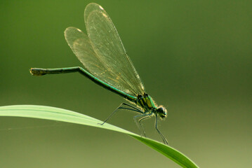 Banded demoiselle, dragonfly