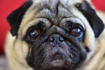 portrait of a pug