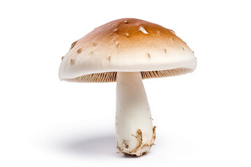 Mushroom isolated on white background.Generative Ai.