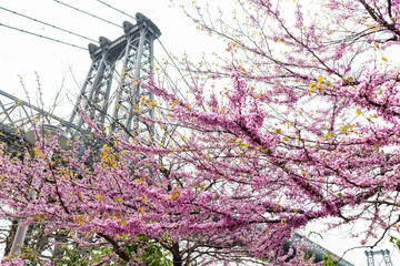 Beautiful Pink Cherry Blossom Tree with the Williamsburg Bridge at Domino Park during the Spring in...