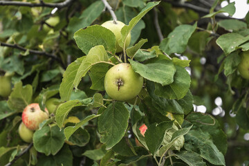 Green apples, fruit apple tree, natural orchard, Apples on a branch. Green culinary apples growing on an old fruit tree. Red juicy apples hanging on a tree.