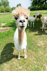 Obraz premium Alpacas in outdoor ranchin southern Poland at sunny summer day