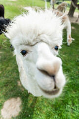 Obraz premium Alpaca funny face close up portrait, with funny hair cut in outdoor ranch