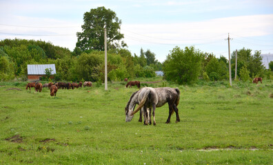 Fototapeta na wymiar couple of gray horses walking on the green pasture in cloudy day 