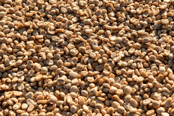 Unroasted Green Arabica Coffee Beans, Raw Material for Coffee Roastery Factory.