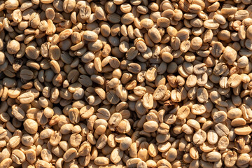 Unroasted Green Arabica Coffee Beans, Raw Material for Coffee Roastery Factory.