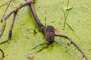 A muskrat on a branch in a wetland area