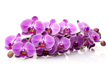 Fototapeta premium Purple orchid flowers isolated on white background.Generative Ai.