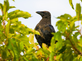 Fototapeta premium Carrion crow among green foliage