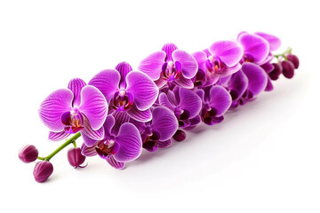Fototapeta na wymiar Purple orchid flowers isolated on white background.Generative Ai.