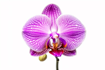 Naklejka na ściany i meble Purple orchid flowers isolated on white background.Generative Ai.