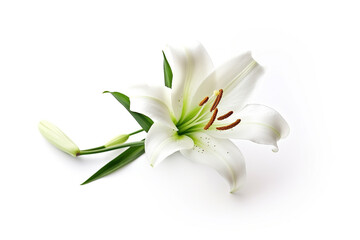 Lily flower isolated on white background.Generative Ai.