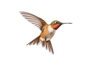 Hummingbird  isolated on white background.Generative Ai.