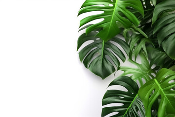 Monstera plant leaves isolated on white background.Generative Ai.