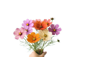 Hand holding cosmos flowers isolated on white background.Generative Ai.
