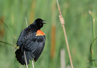 Singing Redwing Blackbird Perched On Cattail Stem