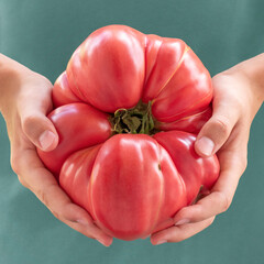 Big ugly freshly picked heirloom tomato - Solanum lycopersicum in hand of child isolated on blue....