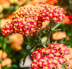 Achillea Paprika, Bloodwort, on a sunny summer day near Bad Griesbach, Bavaria, Germany © Martin Erdniss