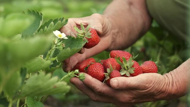 Senior woman hands full of fresh juicy strawberries collected in the garden. Close up shot of freshly picked ripe red strawberries among the green bushes