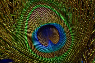 Foto op Plexiglas Macro peacock feather background,Background with peacock feather macro texture, multicolored © banjongseal324