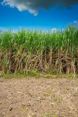 sugar cane farm,Road for the Sugar cane Field, thailand