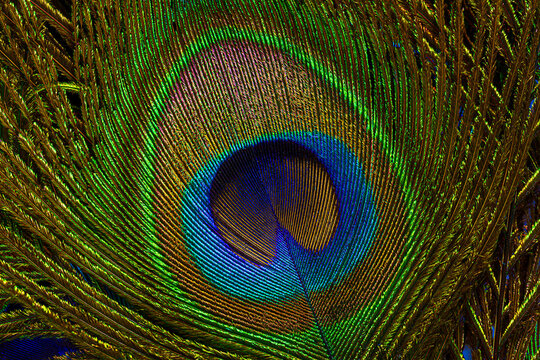 Macro peacock feather background,Background with peacock feather macro texture, multicolored
