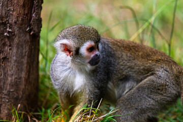 Squirrel monkeys of the genus Saimiri on the summer meadow