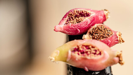 Close up of three cactus seeds.