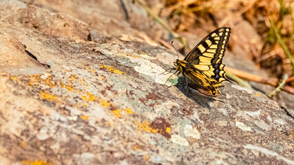 Papilio machaon, swallowtail butterfly, on a sunny summer day at Brixen im Thale, Tyrol, Austria