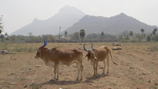 Two holy cows with horns painted blue. Arunachala Mountain on the background