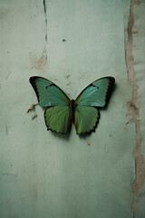 pretty moss green butterfly on a concrete wall. freedom and overcoming.