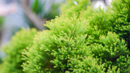 green branches of a pine tree close-up