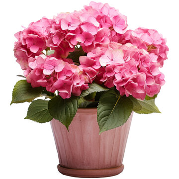  Pink hydrangea bush in a clay pot isolated on transparent background. Generative AI
