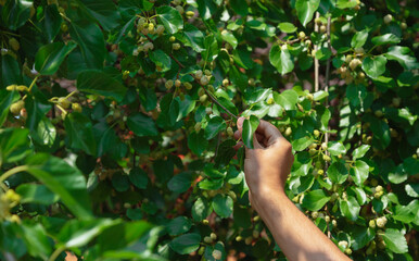 Seasonal morus berry picking at the plantation. Old farmer woman picking white mulberries. White and purple mulberries asian rural cultivation.