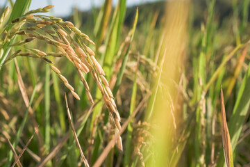 Close-up of paddy rice grains at field ready to be harvested with sunset sunlight. Concept for agriculture, urban farming, food security, stability, World FAO United Stations Organization.