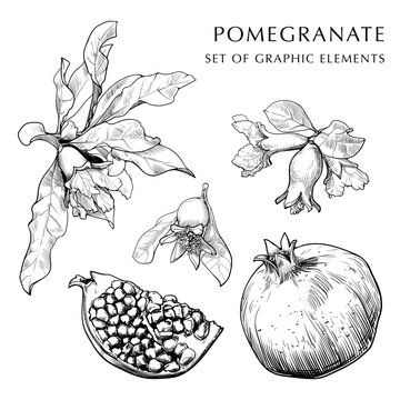 Pomegranate fruit, leaves and flowers hand drawn set. Sketch style drawing isolated on white background. EPS10 vector illustration.