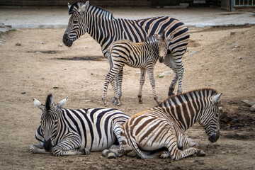 Fototapeta na wymiar zebra with baby in zoopark