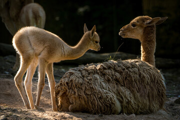 baby llama vicuña in zoopark
