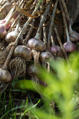 photo of garlic grown from home garden with dirty roots