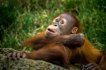 Naklejka premium Baby orangutan portrait in zoopark
