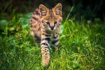 serval feline portrait in nature park - 627005674