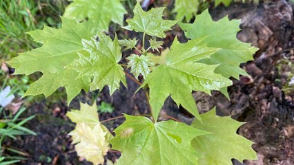 grape leaves in the vineyard