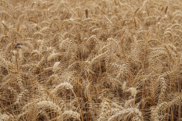 golden wheat field